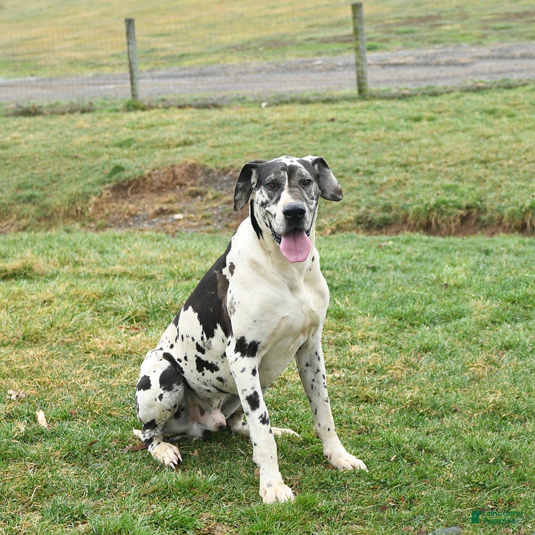 Great Dane dogs for sale: Archie  - Ad 5