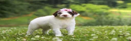 Portuguese Water Dog dogs for sale: Rosie - Ad 3