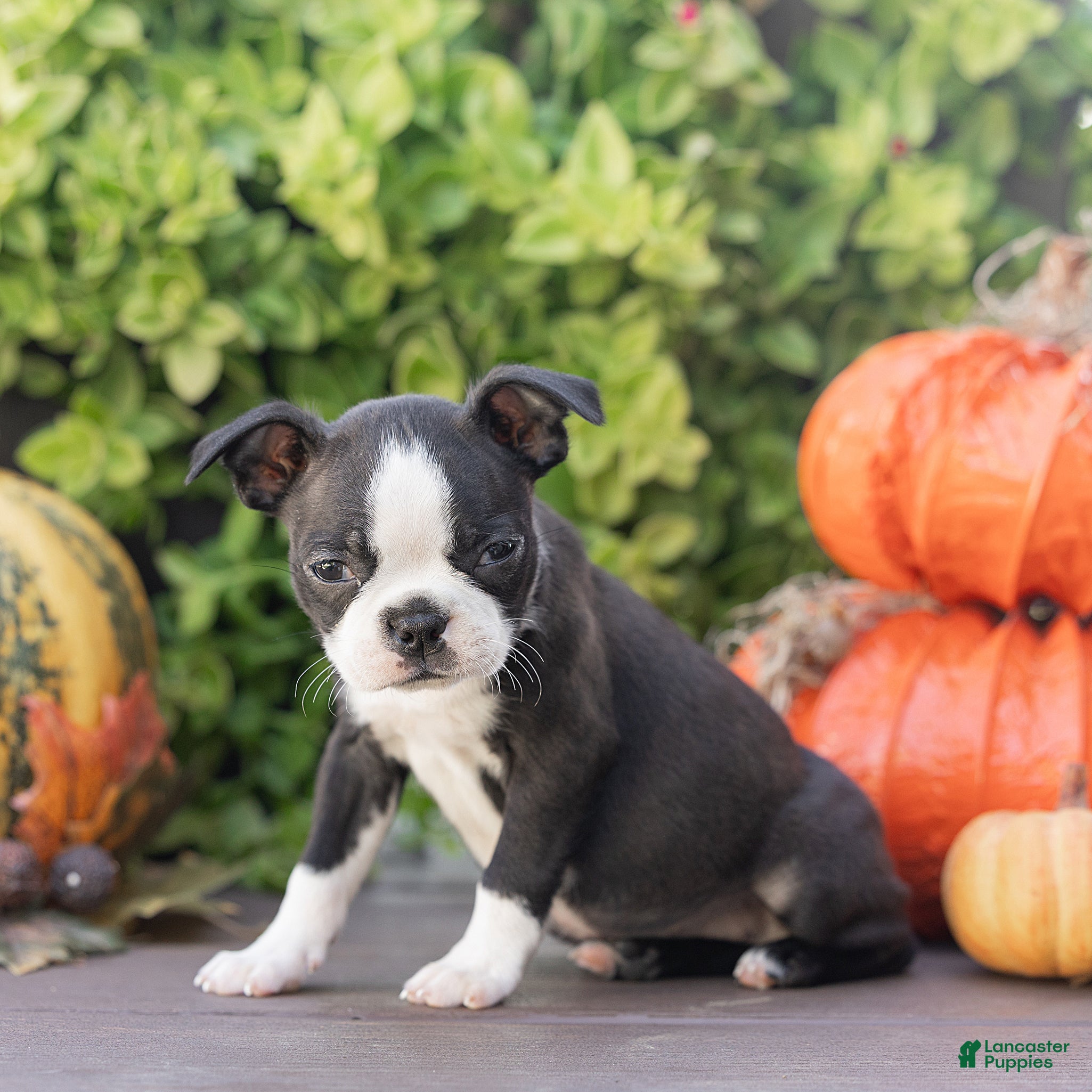 Boston Terrier dogs for sale: Jules Boston Terrier  - Ad 3