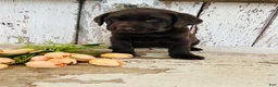 Labrador Retriever dogs for sale: Archie - Ad 6