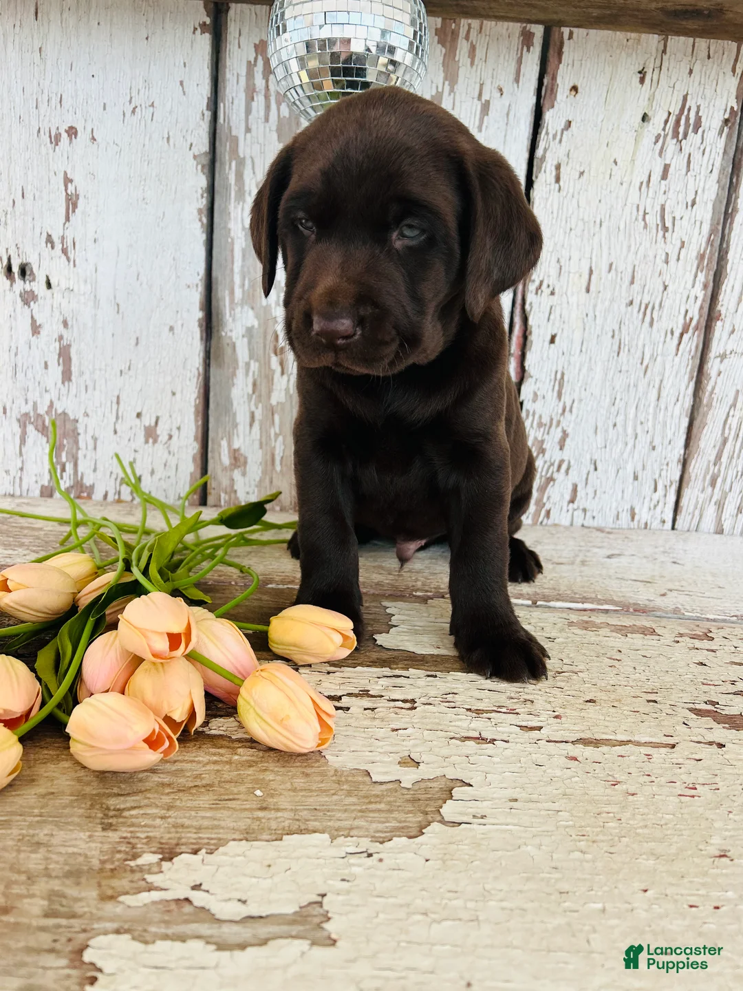 Labrador Retriever dogs for sale: Archie - Ad 6