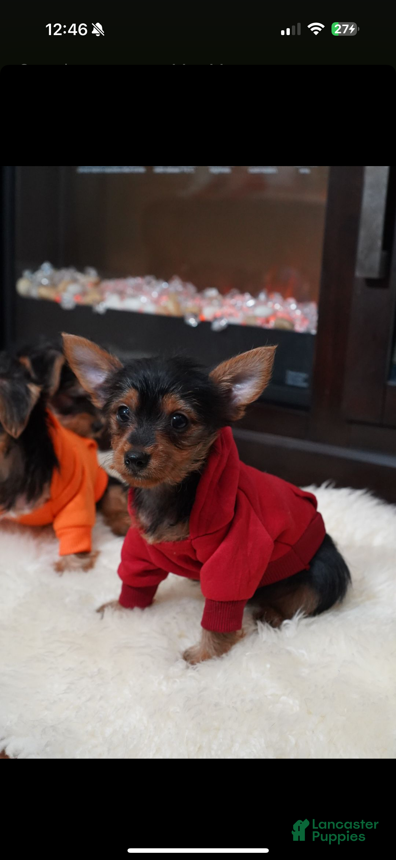 Yorkshire Terrier dogs for sale: Ice - Ad 4