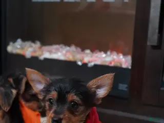 Yorkshire Terrier dogs for sale: Ice - Ad 4