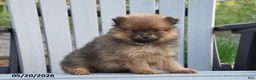 Pomeranian dogs for sale: Joey - Ad 2