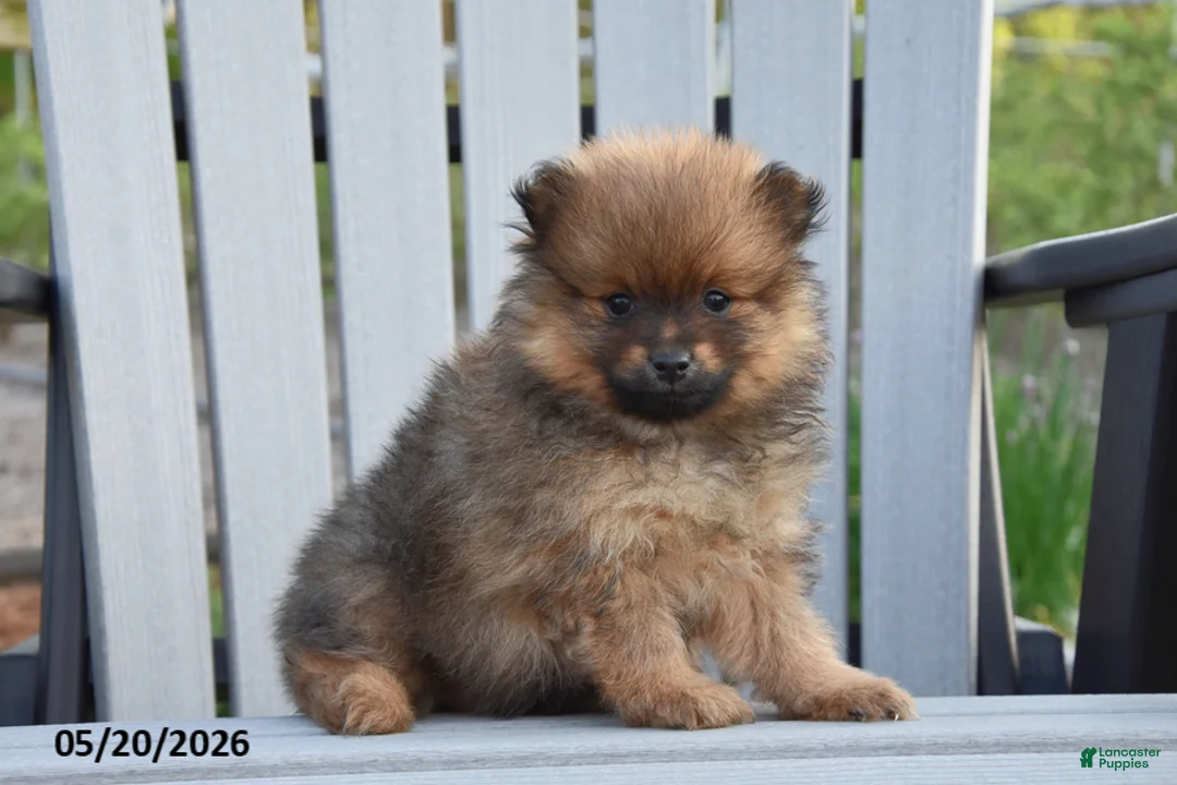 Pomeranian dogs for sale: Joey - Ad 2