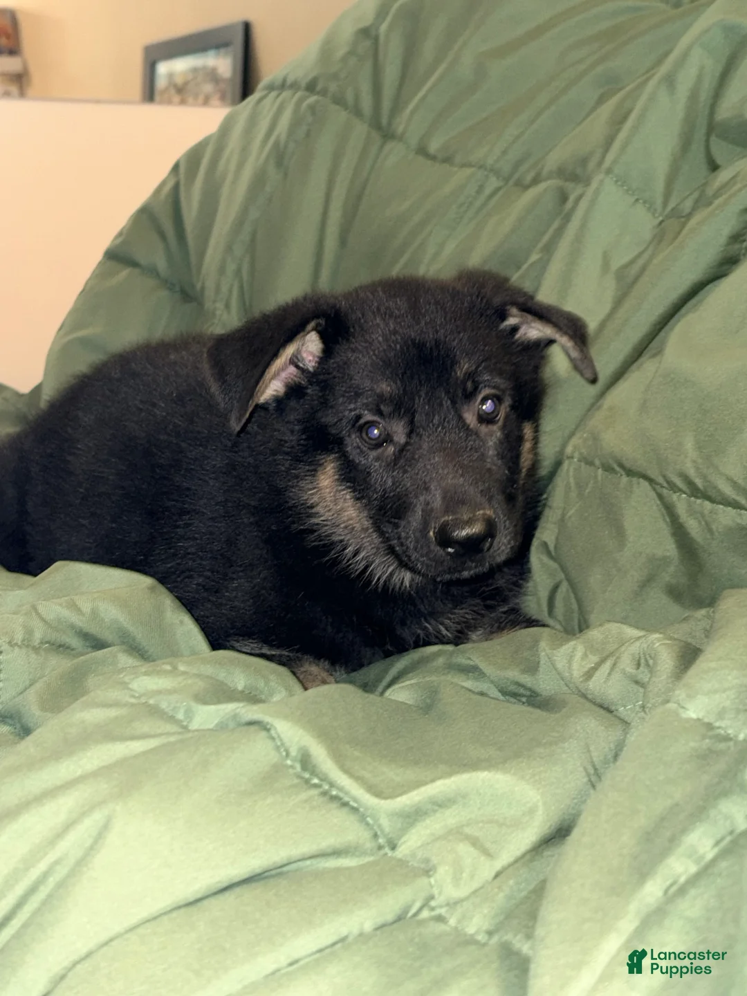 German Shepherd dogs for sale: German Shepherd Puppy 4 - Ad 3