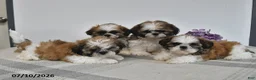 Shih Tzu dogs for sale: Champ - Ad 2