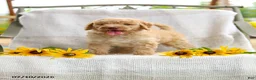 Mini Goldendoodle dogs for sale: Jeremy - Ad 6