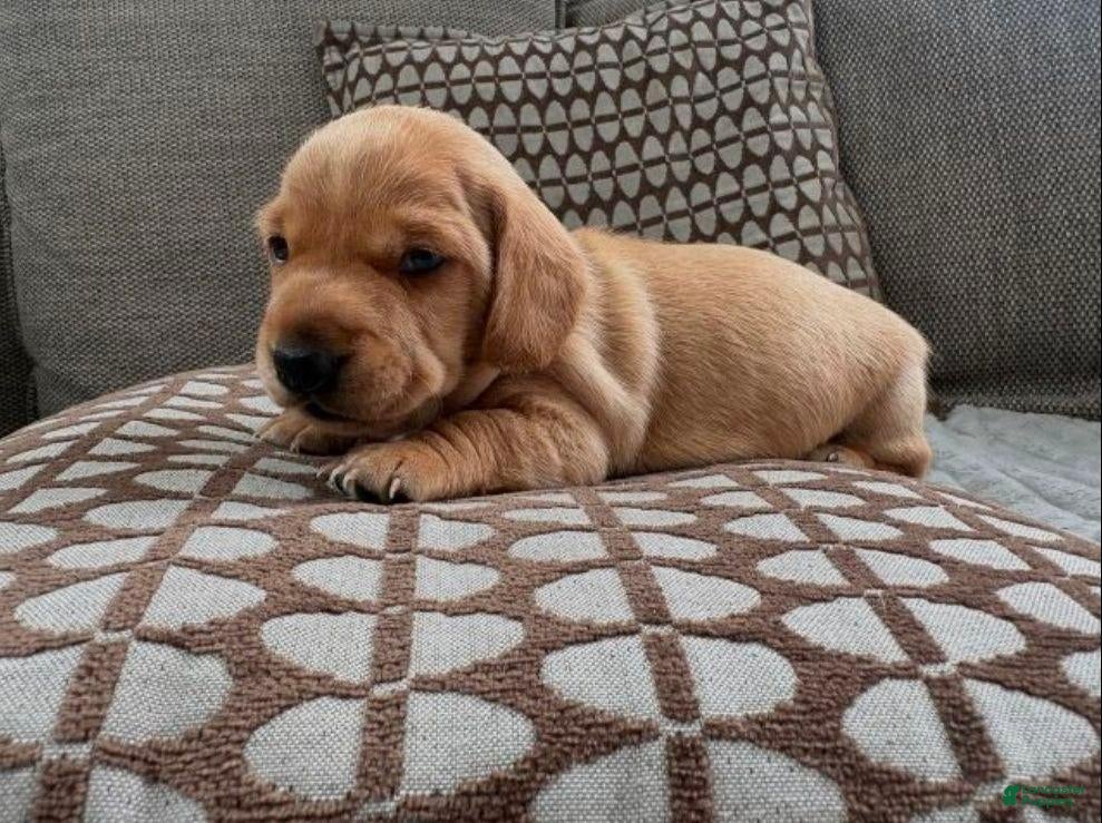 Miniature Dachshund dogs Miniature Dachshund 1 - Ad 3