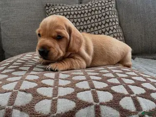 Miniature Dachshund dogs Miniature Dachshund 1 - Ad 18