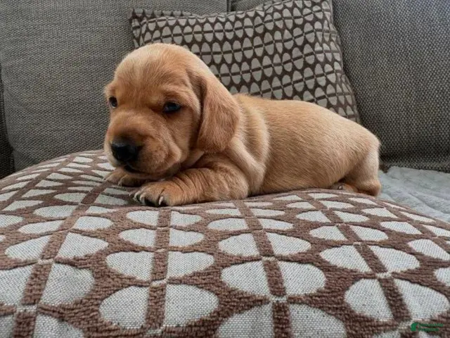 Miniature Dachshund dogs for sale: Miniature Dachshund 1 - Ad 22