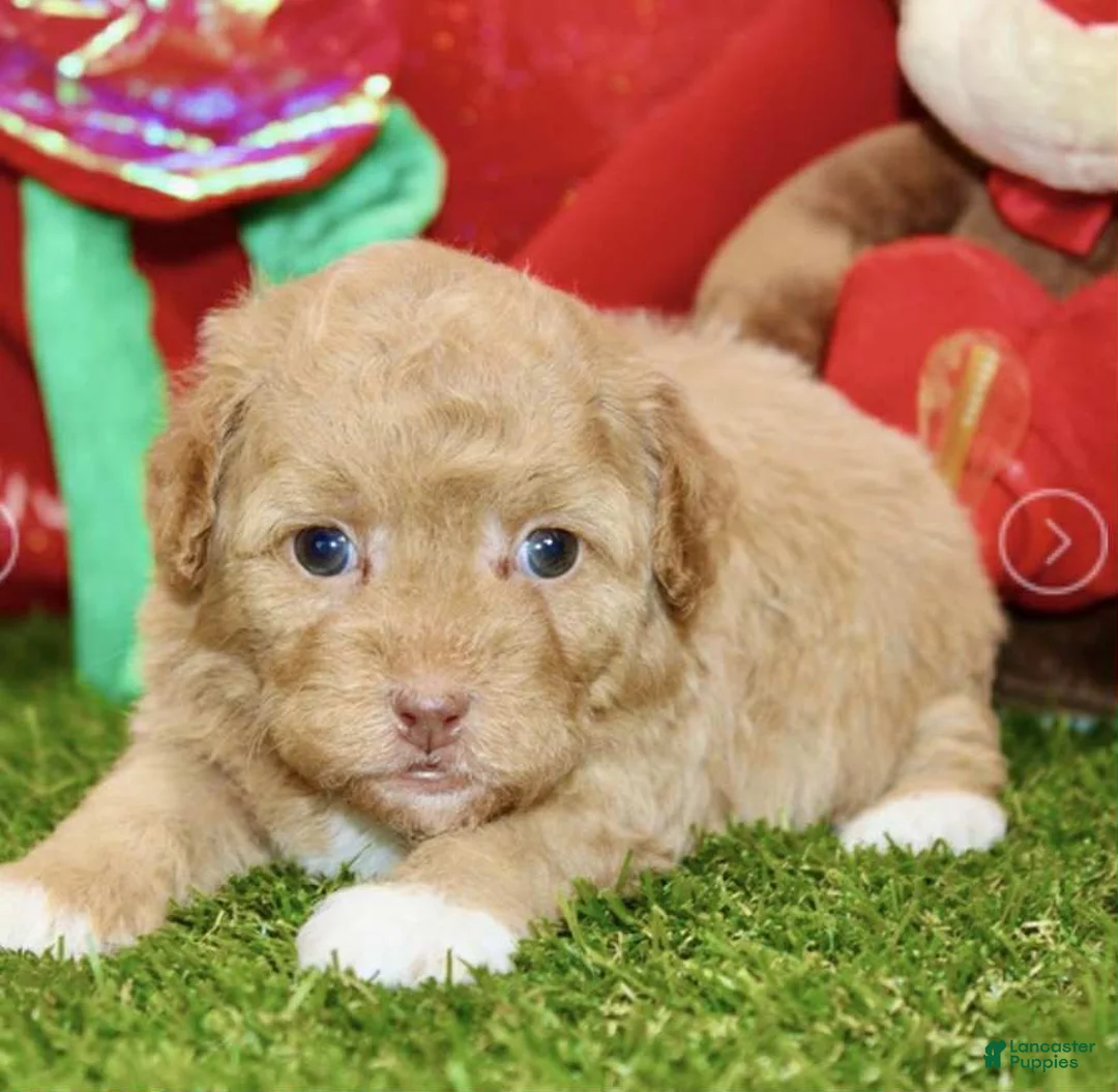 Toy Poodle dogs for sale: Wesley - Ad 1