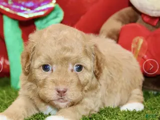 Toy Poodle dogs Wesley - Ad 19