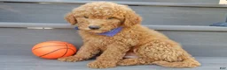 Mini Goldendoodle dogs for sale: Theo (medium) - Ad 3