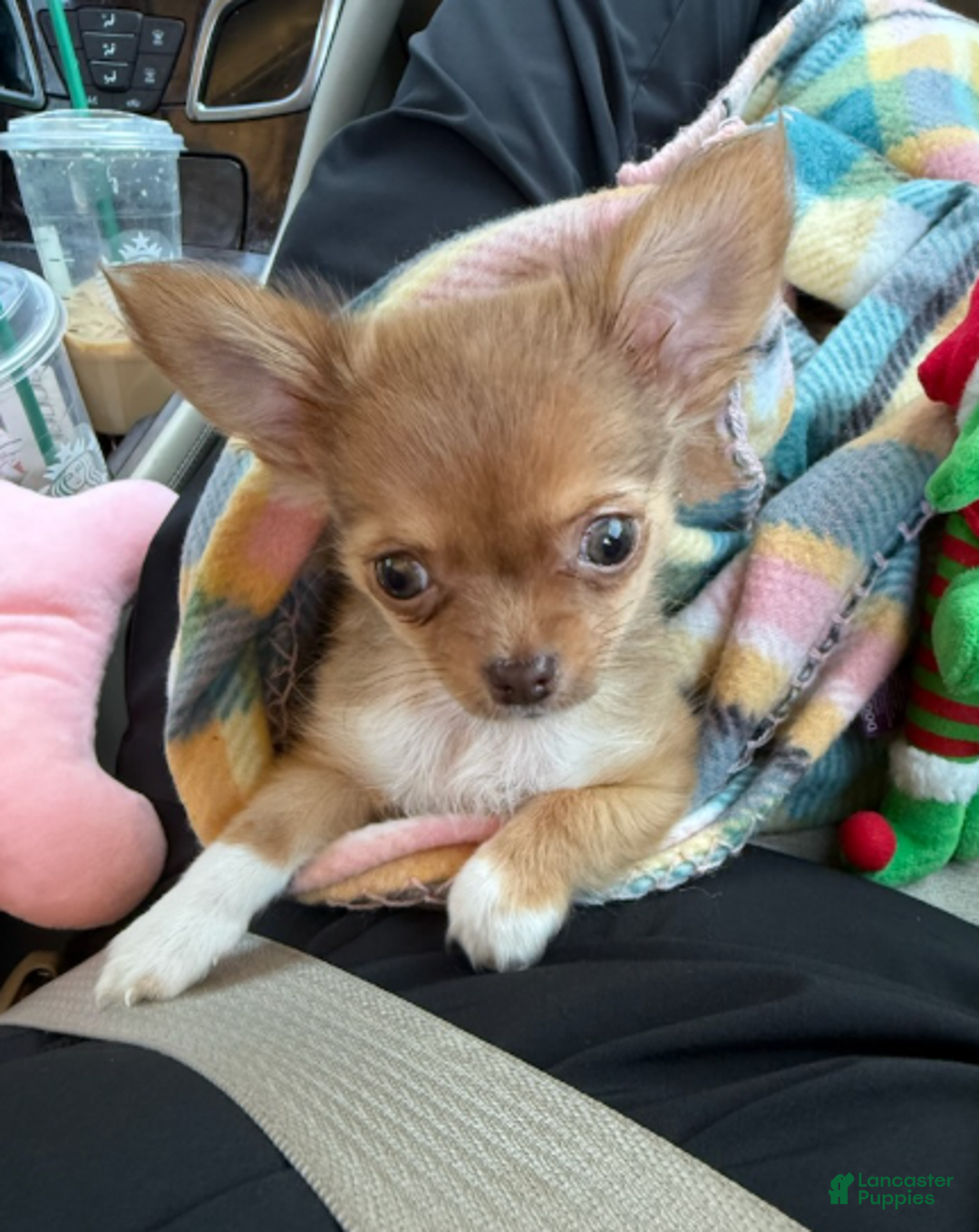 Chihuahua dogs for sale: Chihuahua Boy - Ad 2