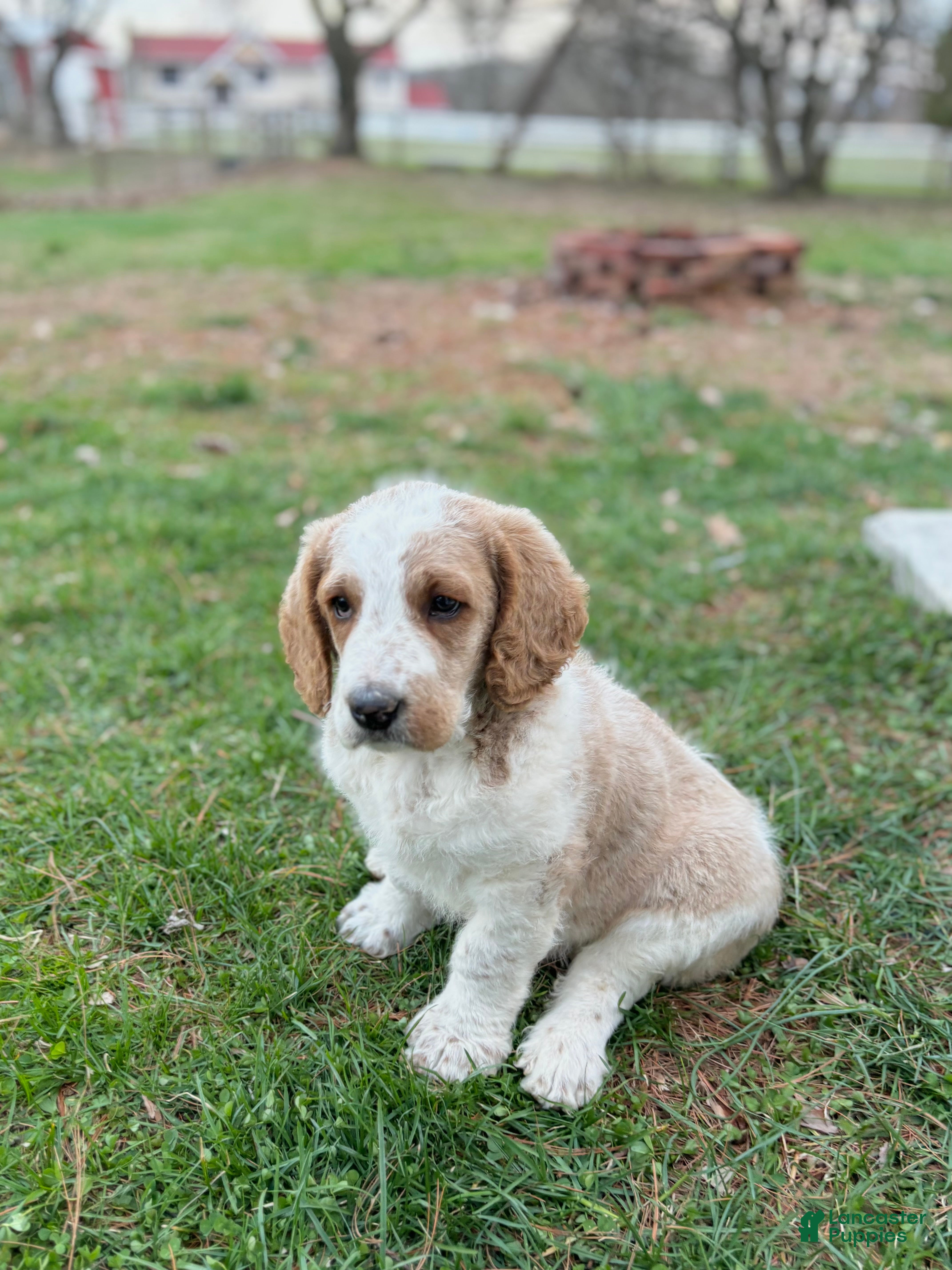 Labradoodle dogs Duke - Ad 2