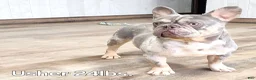 French Bulldog dogs for sale: Heather - Ad 10