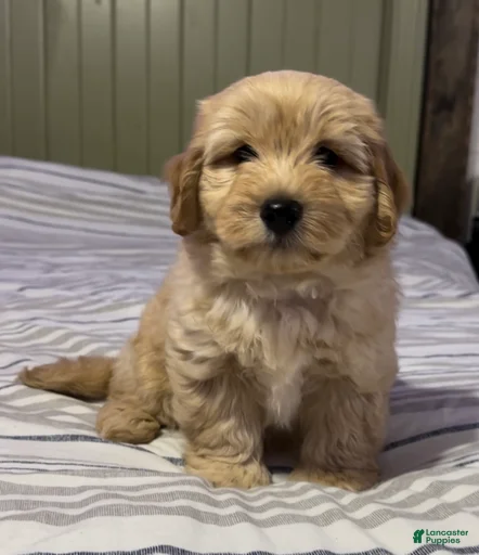 Gallery Image {{count}}