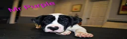 Presa Canario dogs for sale: Mr Purple  - Ad 3