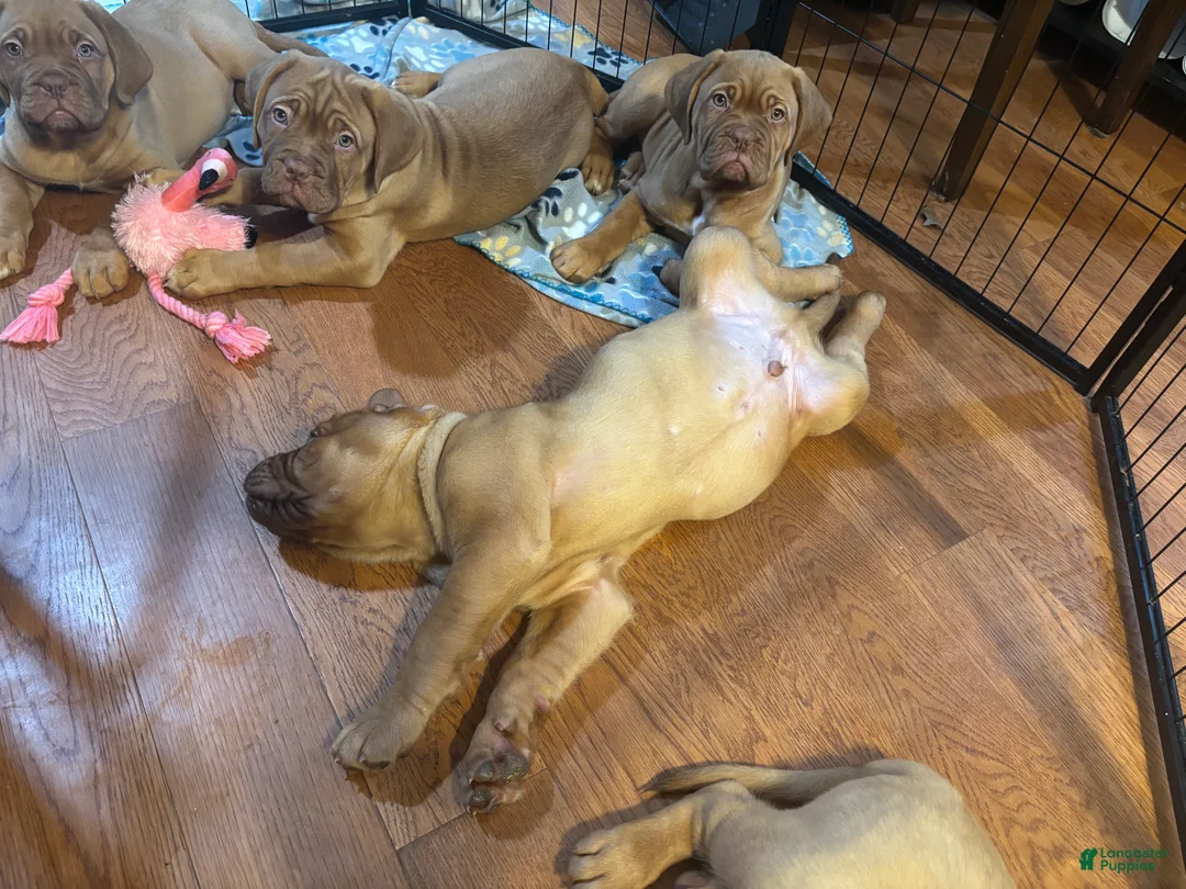 Dogue De Bordeaux dogs for sale: Dogue De Bordeaux Puppy 5 - Ad 37