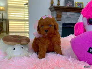 Toy Poodle dogs Grace - Ad 12