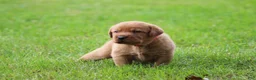 Labrador Retriever dogs for sale: Labrador Retriever 3 - Ad 7