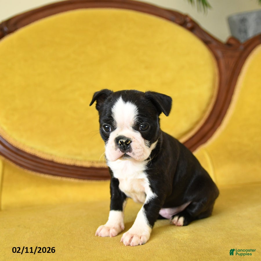 Boston Terrier dogs Roxie - Ad 2