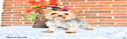 Yorkshire Terrier dogs for sale: Wallis - Ad 6