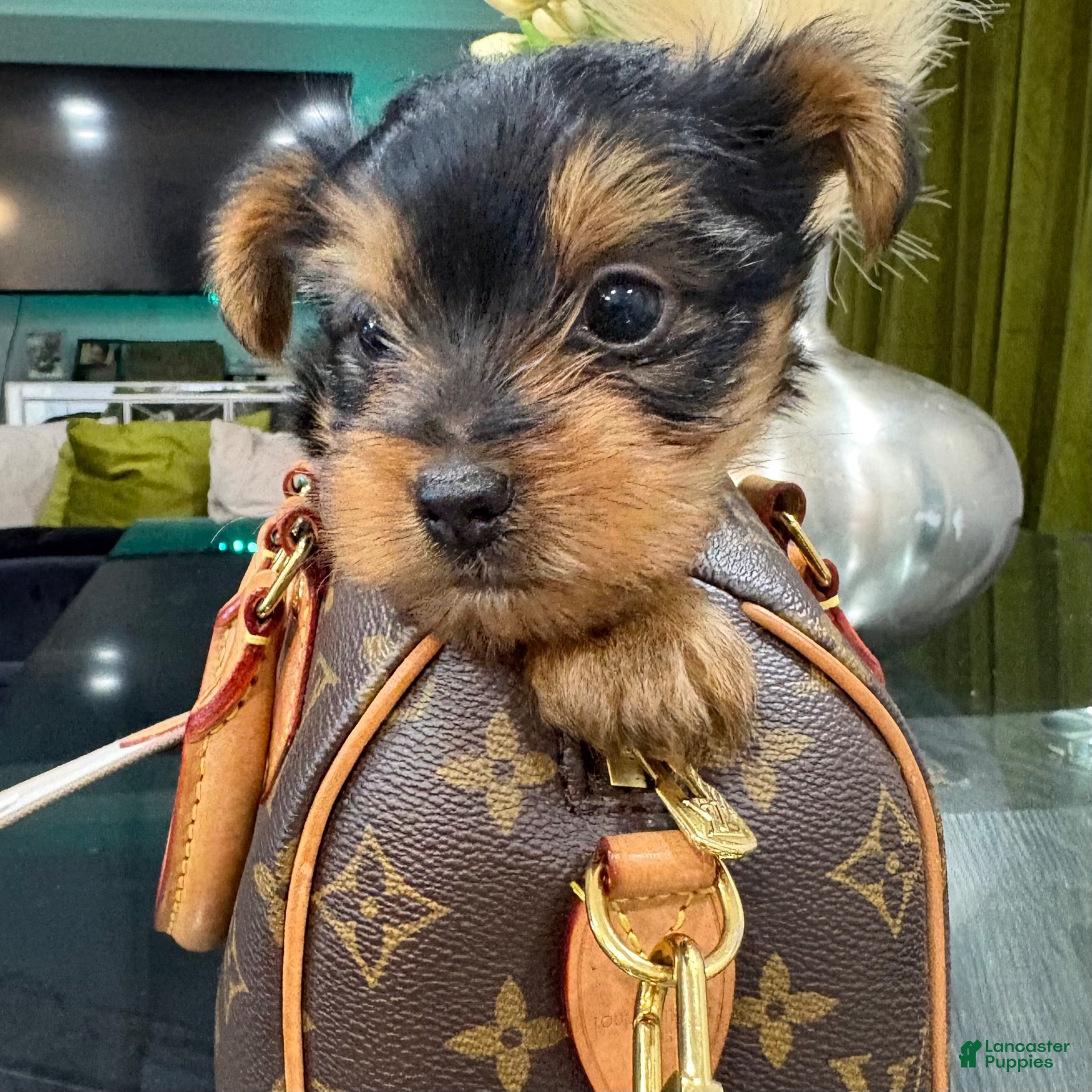Yorkshire Terrier dogs Blaze - Ad 1
