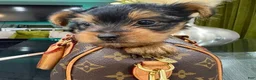 Yorkshire Terrier dogs for sale: Blaze - Ad 1