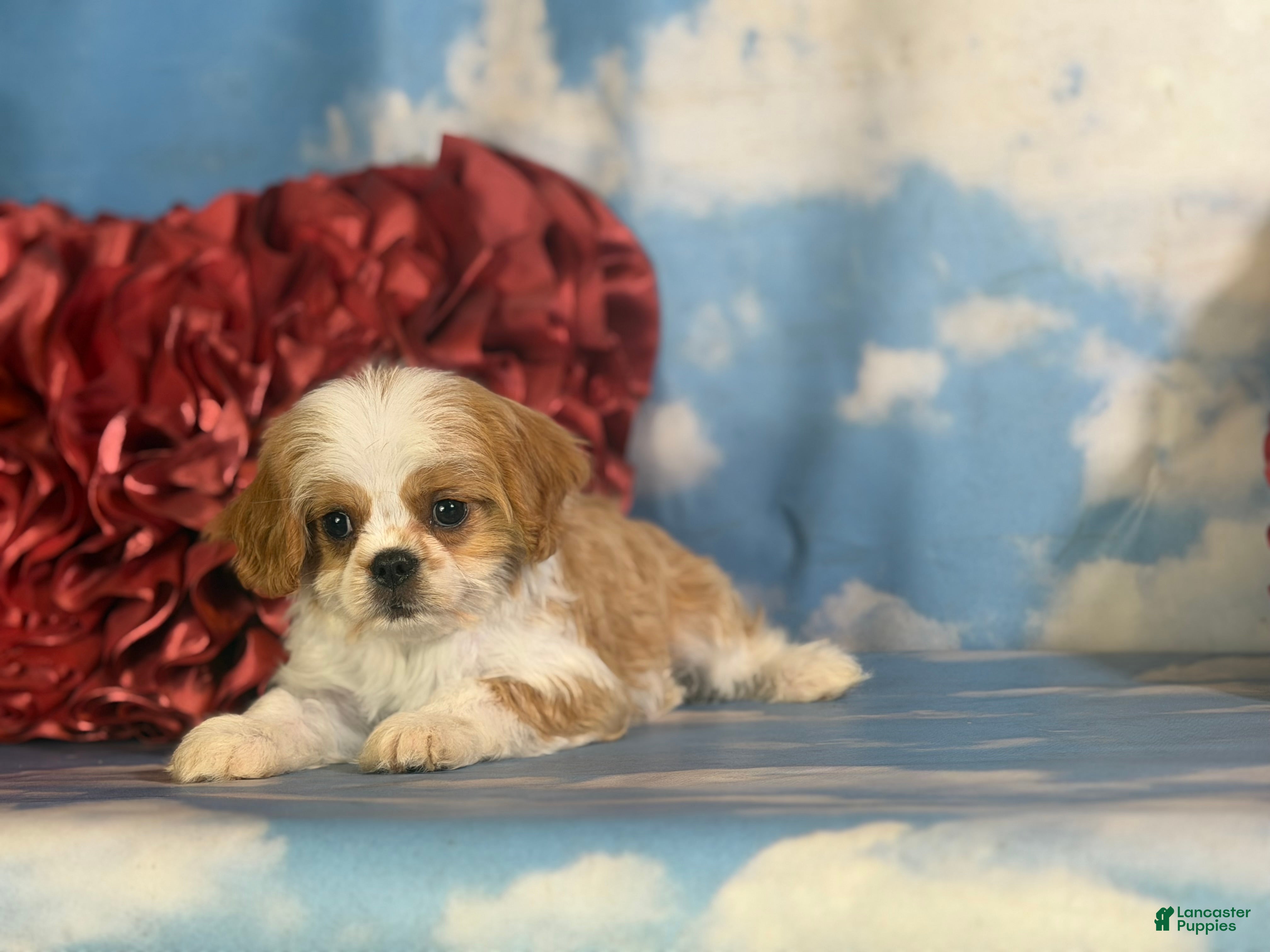 Cavapoo dogs Chipotle - Ad 2