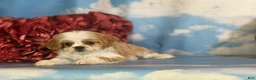 Cavapoo dogs for sale: Chipotle - Ad 2