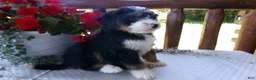 Mini Bernedoodle dogs for sale: Bobby - Ad 8