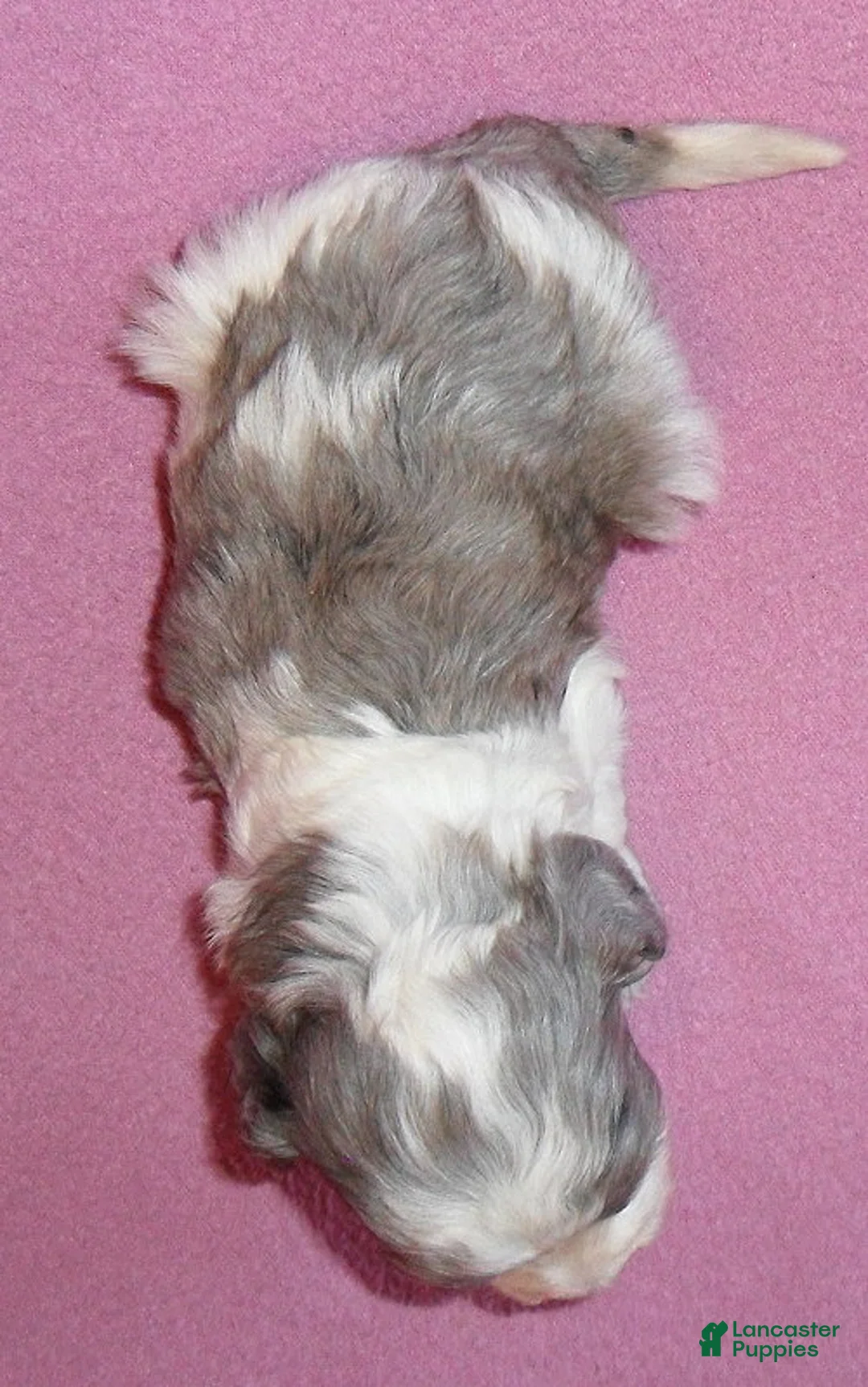 Cockapoo dogs for sale: Katie - Ad 4