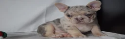 French Bulldog dogs for sale: Tallulla - Ad 6