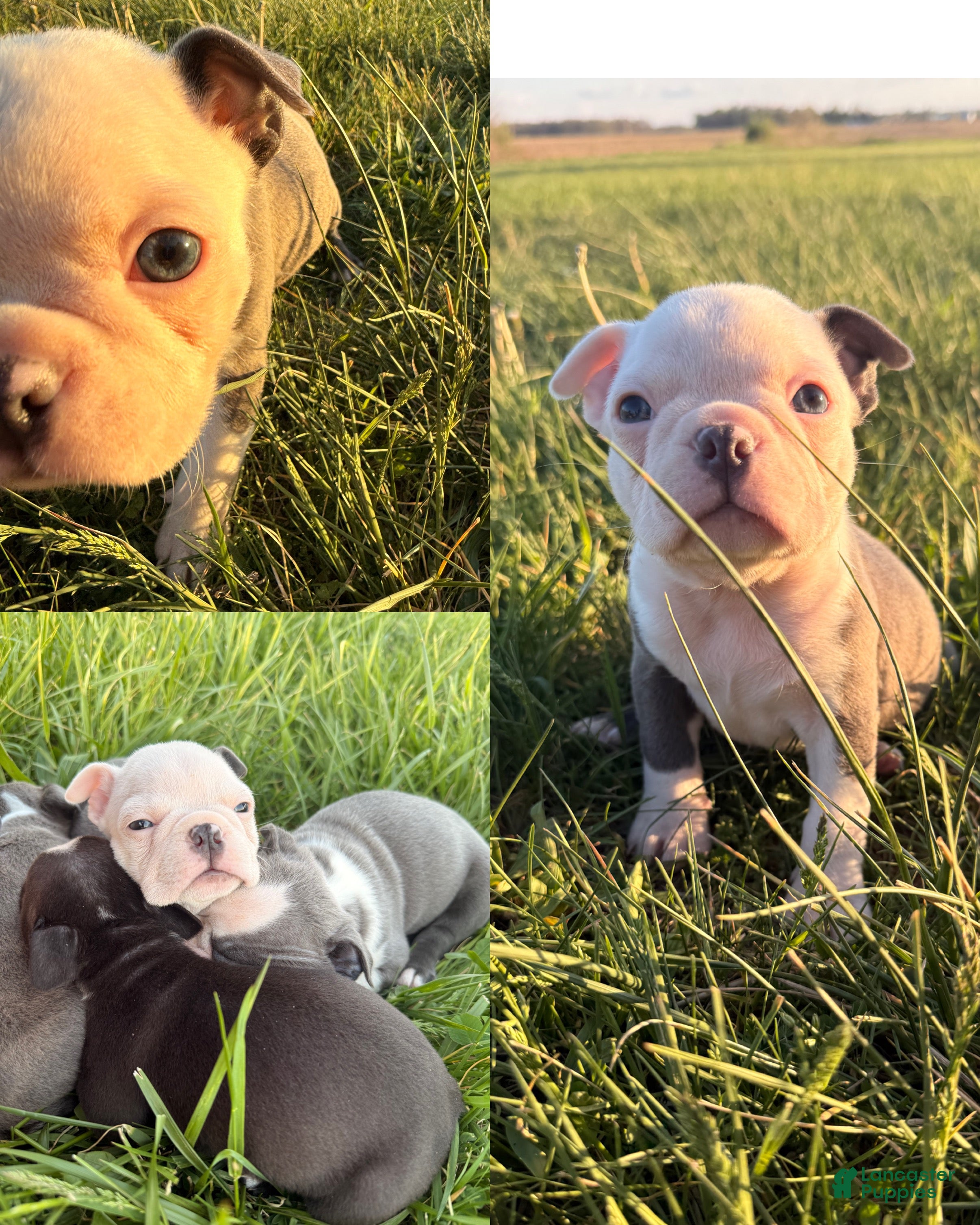 Mixed Breed dogs Male 2 - Ad 3