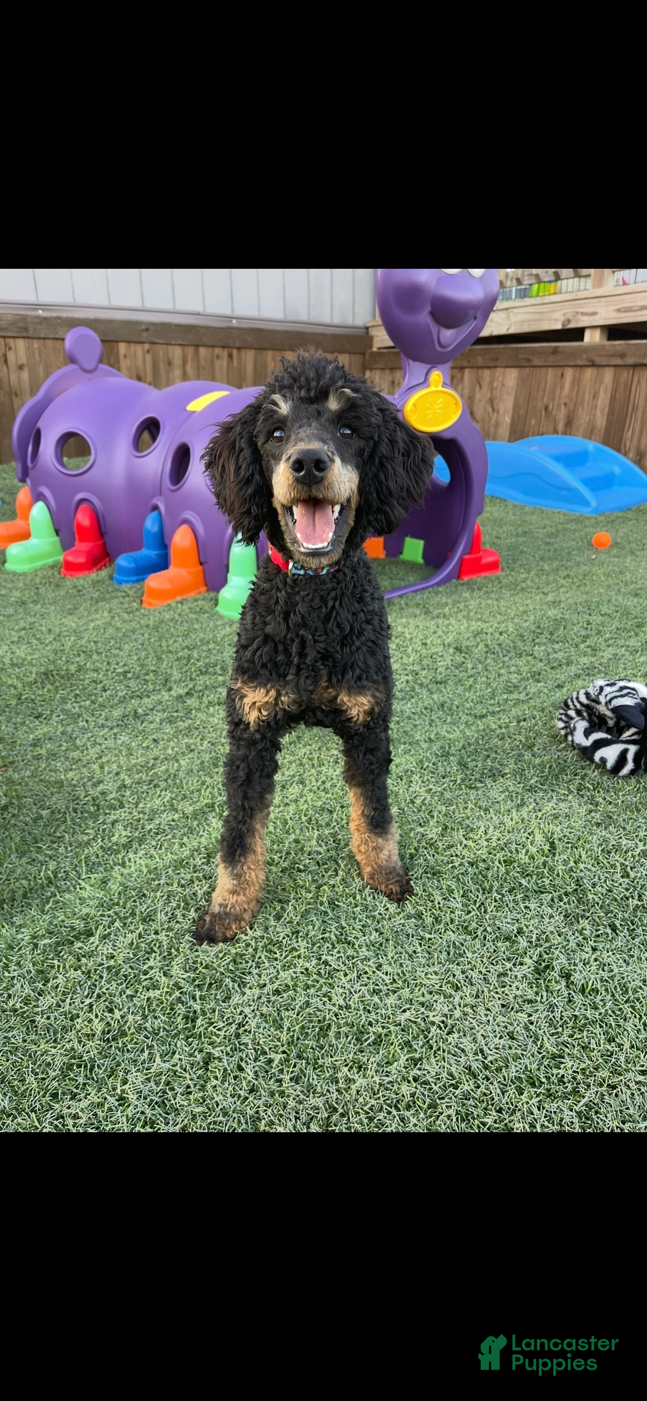 Miniature Poodle dogs Akc Clear 🧬 Moyen Boy Cinch - Ad 5