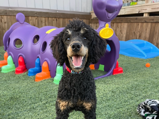 Miniature Poodle dogs Akc Clear 🧬 Moyen Boy Cinch - Ad 1