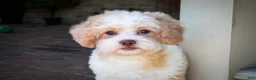 Shihpoo dogs for sale: Sullivan - Ad 14