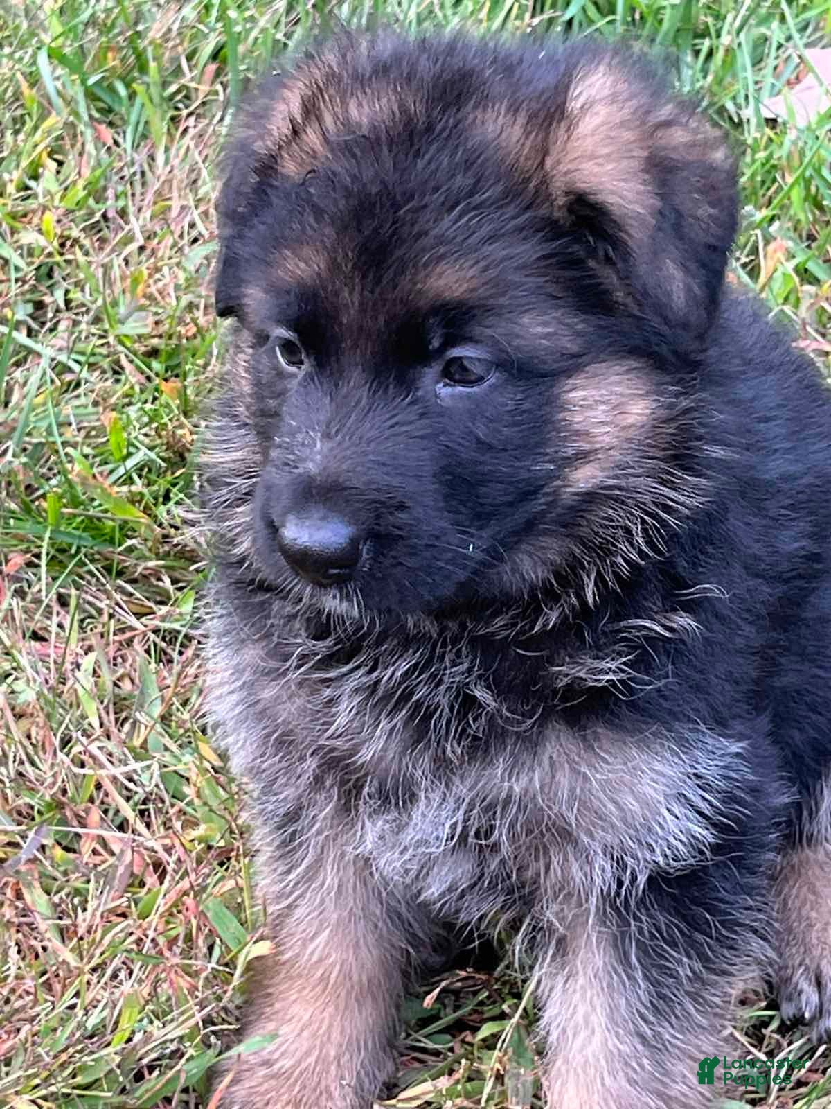 German Shepherd dogs for sale: Milan - Ad 1
