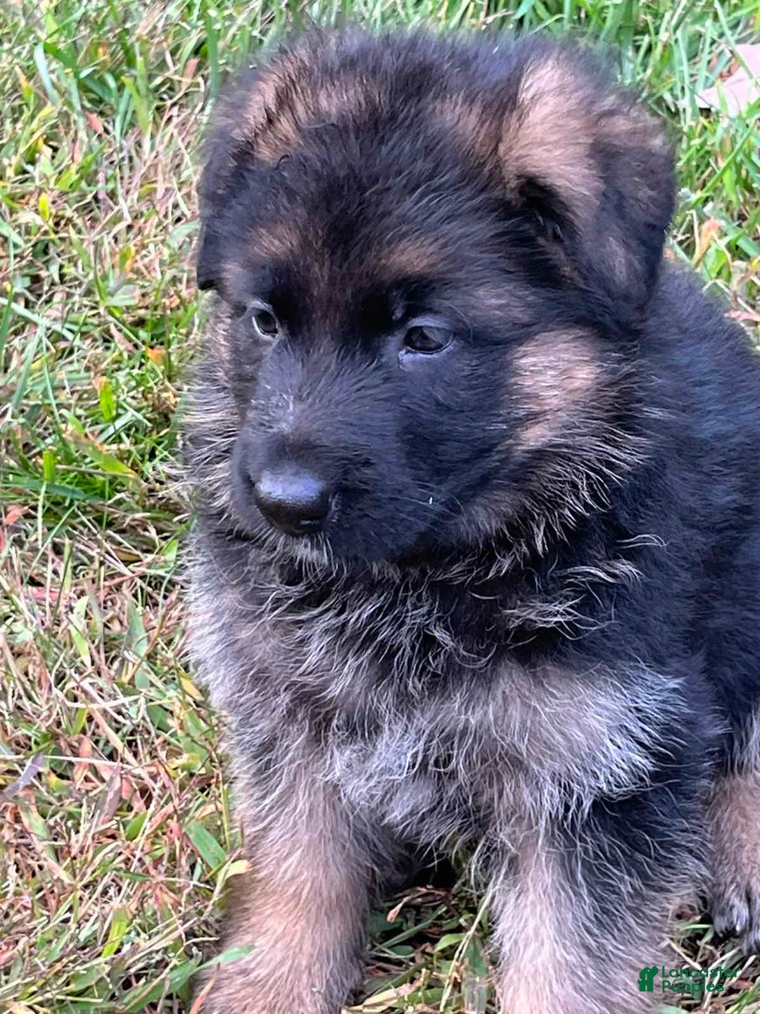 German Shepherd dogs for sale: Milan - Ad 1