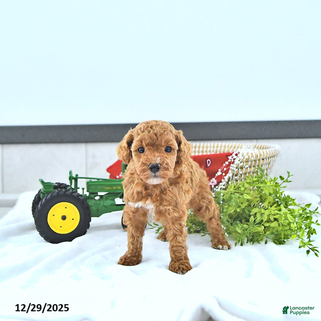 Toy Poodle dogs for sale: Tyler  - Ad 2