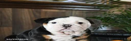 English Bulldog dogs for sale: Wes - Ad 5