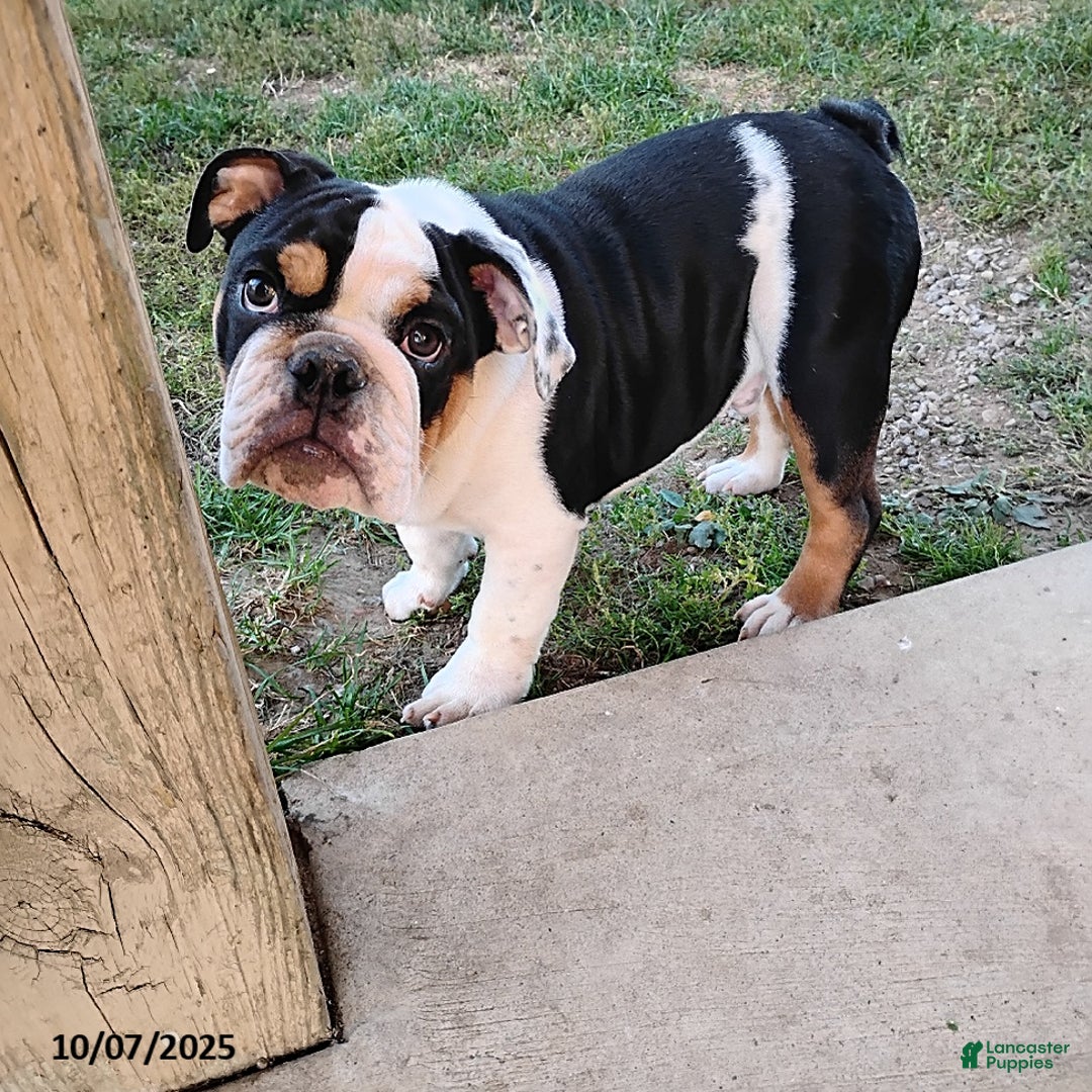 English Bulldog dogs for sale: Rival - Ad 3