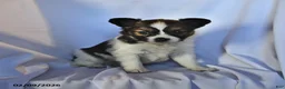 Papillon dogs for sale: Monarch - Ad 1