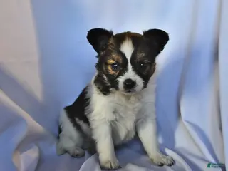 Papillon dogs Monarch - Ad 7