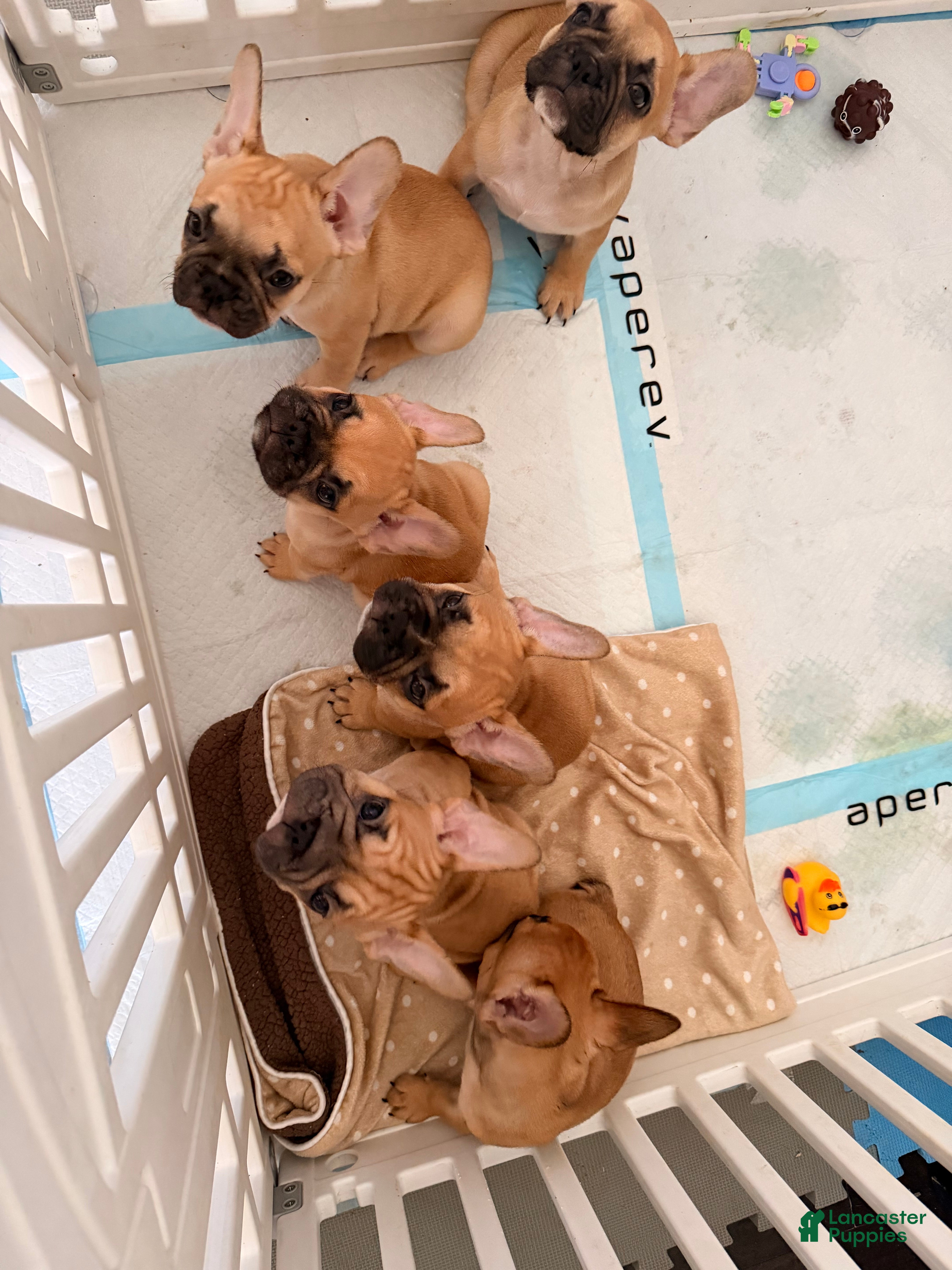 French Bulldog dogs Churro - Ad 15