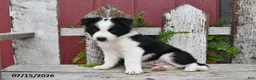 Border Collie dogs for sale: Dasher - Ad 5