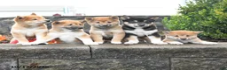 Shiba Inu dogs for sale: Candy - Ad 5