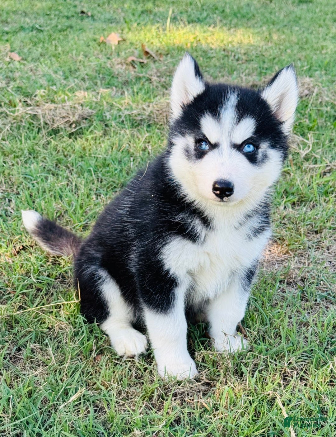 Siberian Husky dogs for sale: Siberian Husky Puppy 2 - Ad 11